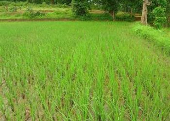 मक्का व धान फसल का बीमा करवाने की अंतिम तिथि 15 जुलाई 2023 : कृषि उप निदेशक