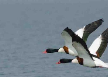 पौंग बांध क्षेत्र में पर्यटन गतिविधियों को विकसित करने के लिए 70 करोड़ रूपये व्यय किए जाएंगे