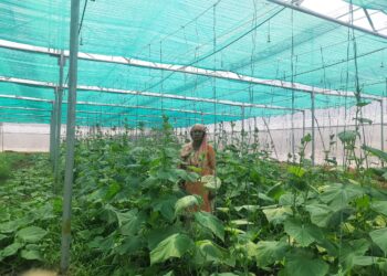 प्राकृतिक खेती को अपनाकर शोभा देवी बनीं उत्कृष्ट महिला किसान