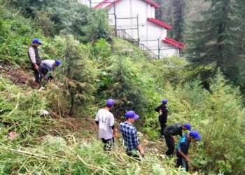 एन.एस.एस. के विशेष शिविर में चलाया गया ‘भांग उखाड़ो’ अभियान