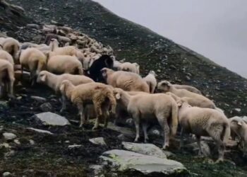 आसमानी बिजली गिरने से राख की पहाड़ियों में मवेशी चराने गए पोते और दादा की दुःखद मौत 