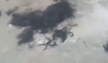 हिमाचल में भी महिला से अभद्रता: पहले बाल काटे, फिर मुंह काला कर गांव में घुमाया ; FIR दर्ज