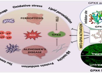 Potential treatment route for Alzheimer’s disease found in natural polyphenol