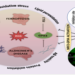 Potential treatment route for Alzheimer’s disease found in natural polyphenol