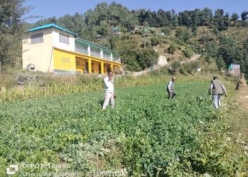 मटर की फसल  में  फफूंद बीमारी रतुआ होने पर प्रोपिकॉनाज़ोल  का करें छिड़काव : कृषि उपनिदेशक