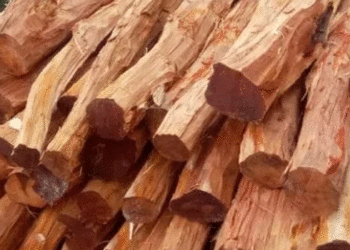 Himachal : प्रदेश सरकार ने सफेदा, पॉपलर व बांस की लकड़ी व कुठ को प्रदेश से बाहर ले जाने पर लगी रोक हटाई