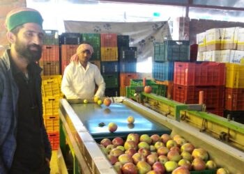 सेब विपणन की नई प्रक्रिया से बागवान हो रहे लाभान्वित