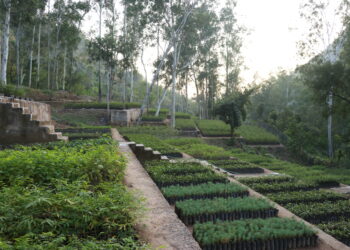 जाइका की नर्सरी से हिमाचल में हरियाली की पाठशाला -चिलगोजा, छरमा, तोष समेत 55 से अधिक प्रजातियों के पौधे किए तैयार