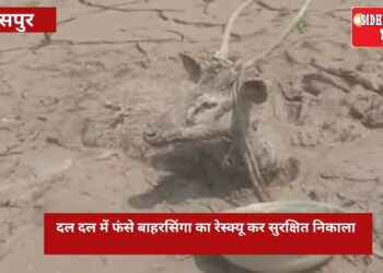 दल दल में फंसे बाहरसिंगा का रेस्क्यू कर सुरक्षित निकाला