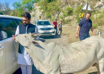 चुनावी गर्मी के अनुराग ठाकुर की गौ-सेवा