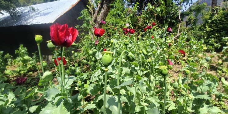 सुंदरनगर के जड़ेर में नष्ट किए अफीम के 100 पौधे