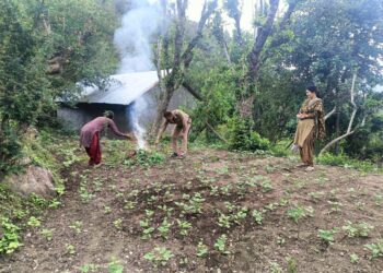 सुंदरनगर के जड़ेर में नष्ट किए अफीम के 100 पौधे