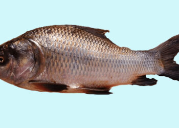 केंद्रीय मीठा जल जीवन पालन अनुसंधान और मत्स्य विभाग हिमाचल के बीच हुए दो समझौते