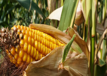 जल्दी करें, फसल बीमा योजना के तहत खरीफ फसल बीमा करवाने की अंतिम तिथि नजदीक