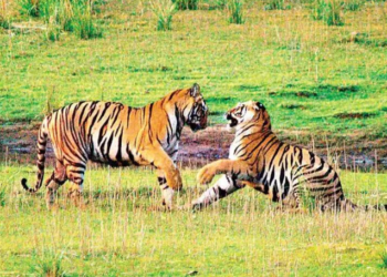 प्रधानमंत्री नरेंद्र मोदी आज सोमवार को ‘विश्व वन्यजीव दिवस’ के अवसर पर एशियाई शेरों के बीच गुजरात के सासन गिर में बिताएंगे