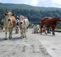 Shanta Kumar Urges Himachal Government to Make Temples Responsible for Cow Shelters