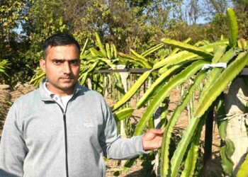 पारंपरिक खेती से आगे बढ़े किसान प्रेमचंद ड्रैगन फ्रूट बना सरकाघाट में आय का नया जरिया