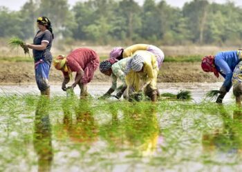 दशक भर में कृषि में बड़ा बदलाव: 2025 तक एमएसपी बना किसानों की विश्वसनीय गारंटी