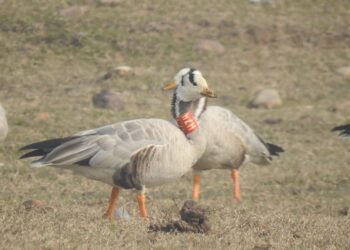 2011 में टैग किया गया पक्षी अब लौटा पौंग झील