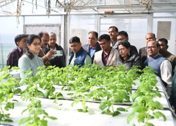 आलू की खेती में एआई के उपयोग से हो रही है सालाना करोड़ों रुपए की बचत